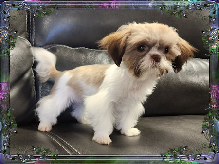 Tiny little female chinese imperial shih tzu puppies for sale teacup